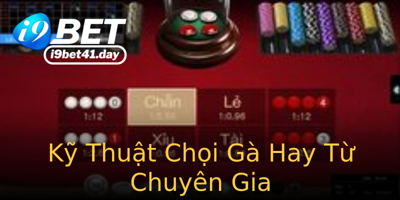 Kỹ Thuật Chọi Gà Hay Từ Chuyên Gia